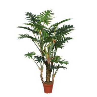 Tanaman Philodendron Palsu
