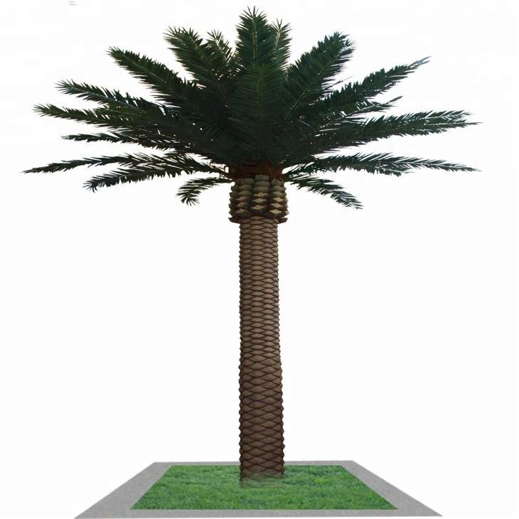 Large Palm Trees For Sale